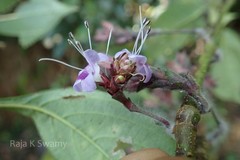 Strobilanthes ciliatus